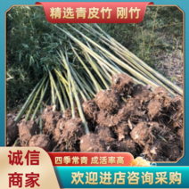 青皮竹刚竹四季常青成活率高，高品质出售，一手货源