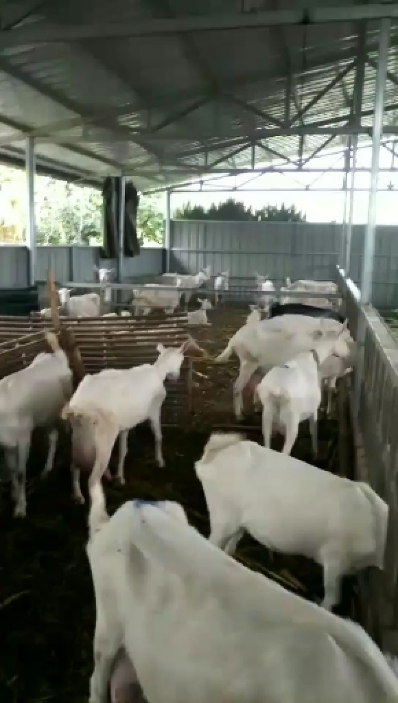 关中萨能奶山羊，陕西奶山羊，陕西富平关中奶山羊，关中奶羊