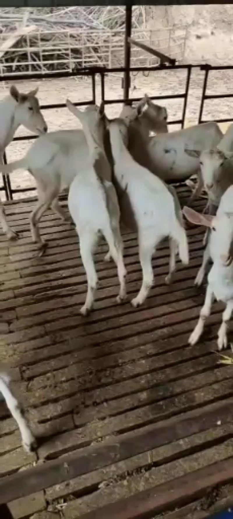 关中萨能奶山羊，陕西奶山羊，陕西富平关中奶山羊，关中奶羊