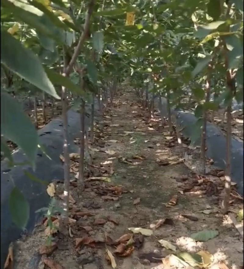 嫁接樱桃树苗黄蜜大樱桃苗中晚熟车厘子树苗果树苗