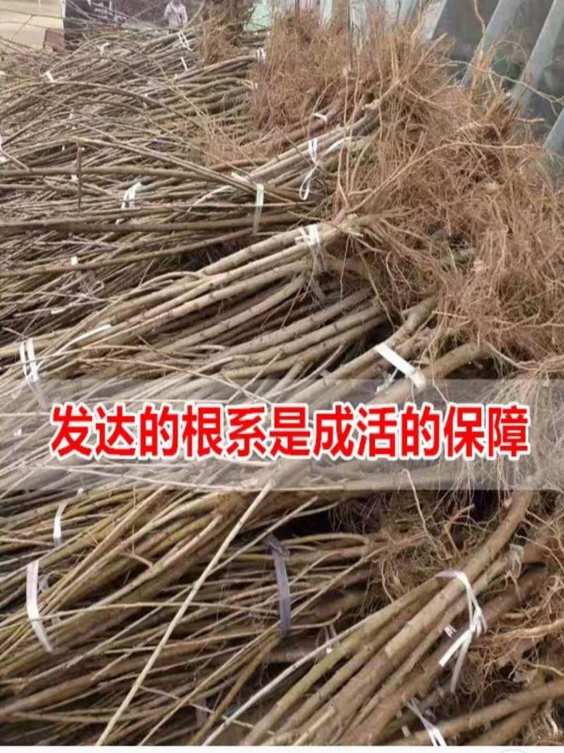 嫁接樱桃树苗黄蜜大樱桃苗中晚熟车厘子树苗果树苗