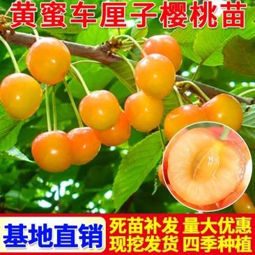 嫁接樱桃树苗黄蜜大樱桃苗中晚熟车厘子树苗果树苗