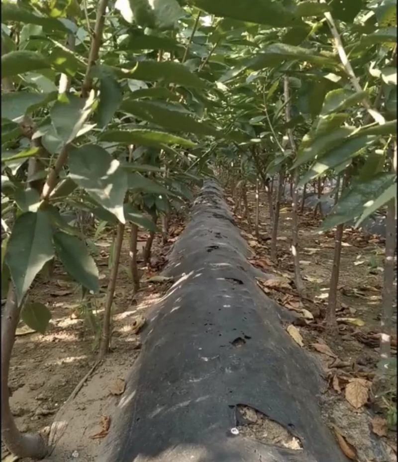 嫁接樱桃树苗黄蜜大樱桃苗中晚熟车厘子树苗果树苗