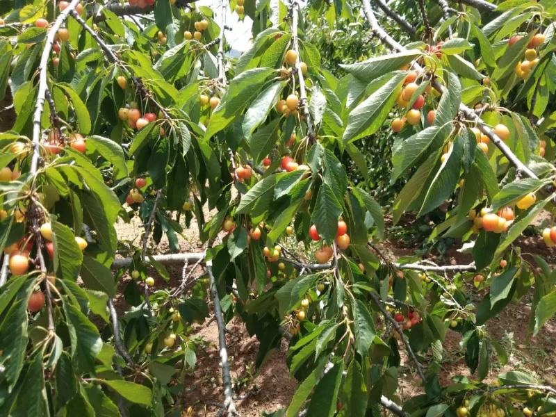 嫁接樱桃树苗黄蜜大樱桃苗中晚熟车厘子树苗果树苗