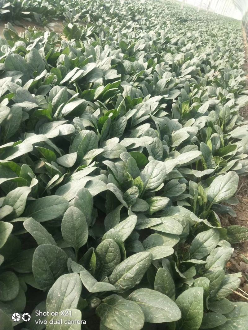 大叶菠菜红根基地供货捆把泡沫箱装加工厂市场超市
