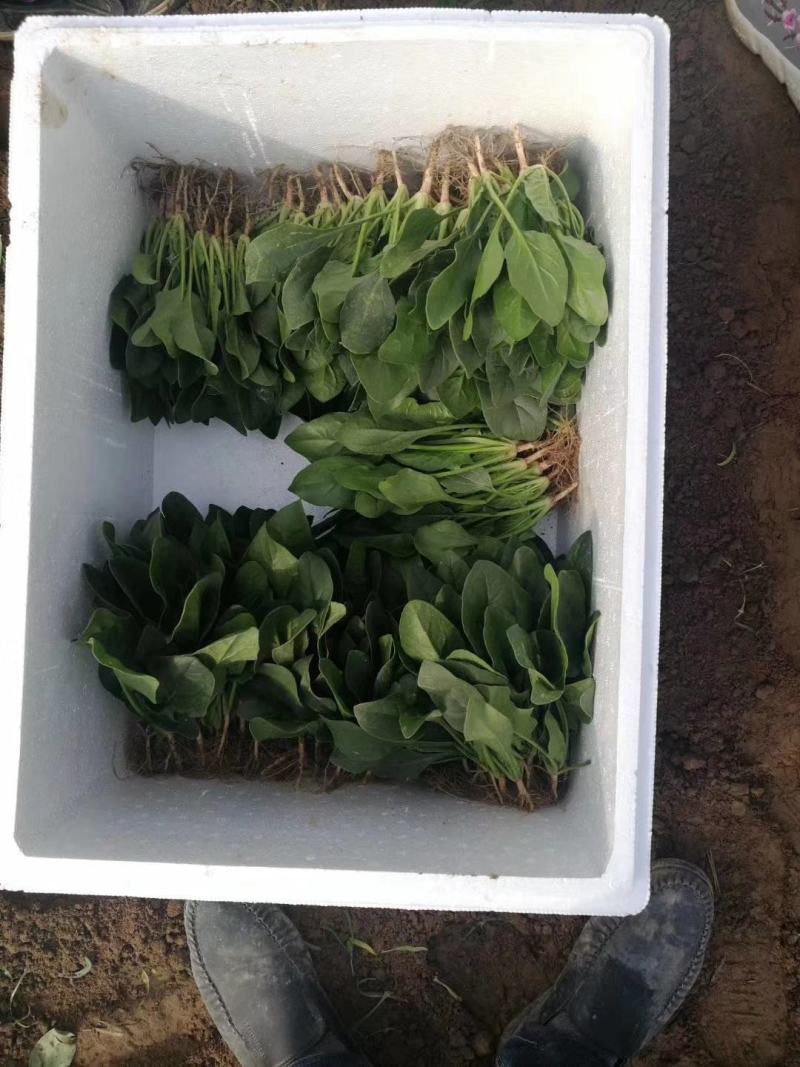 大叶菠菜红根基地供货捆把泡沫箱装加工厂市场超市