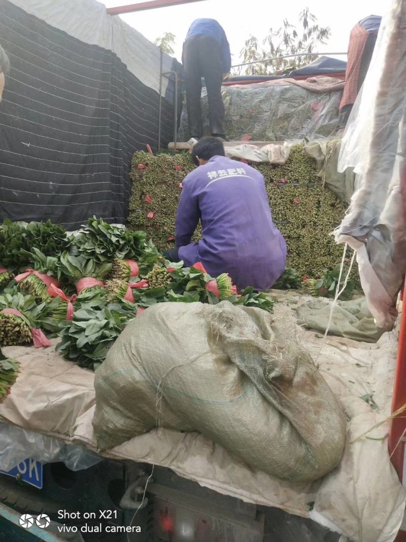 大叶菠菜红根基地供货捆把泡沫箱装加工厂市场超市