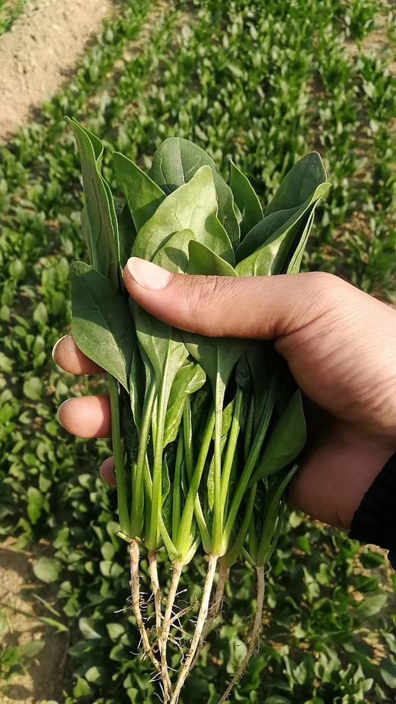 大叶菠菜红根基地供货捆把泡沫箱装加工厂市场超市