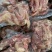 清真食材牛肉筋质量好品质值得信赖