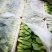 上海青油菜青梗青叶产地直供永不断货可提供增发票