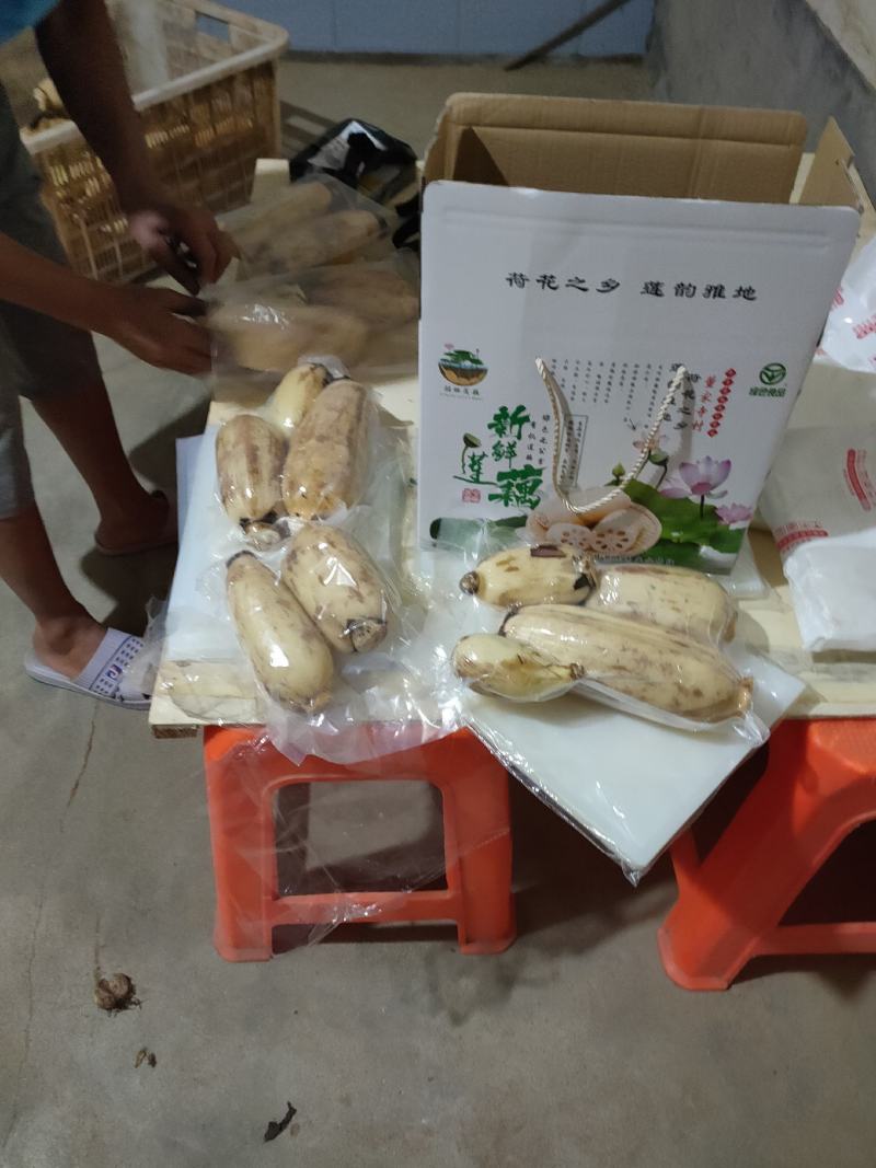 黄河滩区的沙土地，黄河水灌溉的藕特点就是大白脆，线条美观