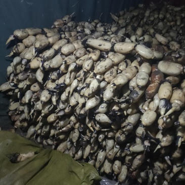 黄河滩区的沙土地，黄河水灌溉的藕特点就是大白脆，线条美观