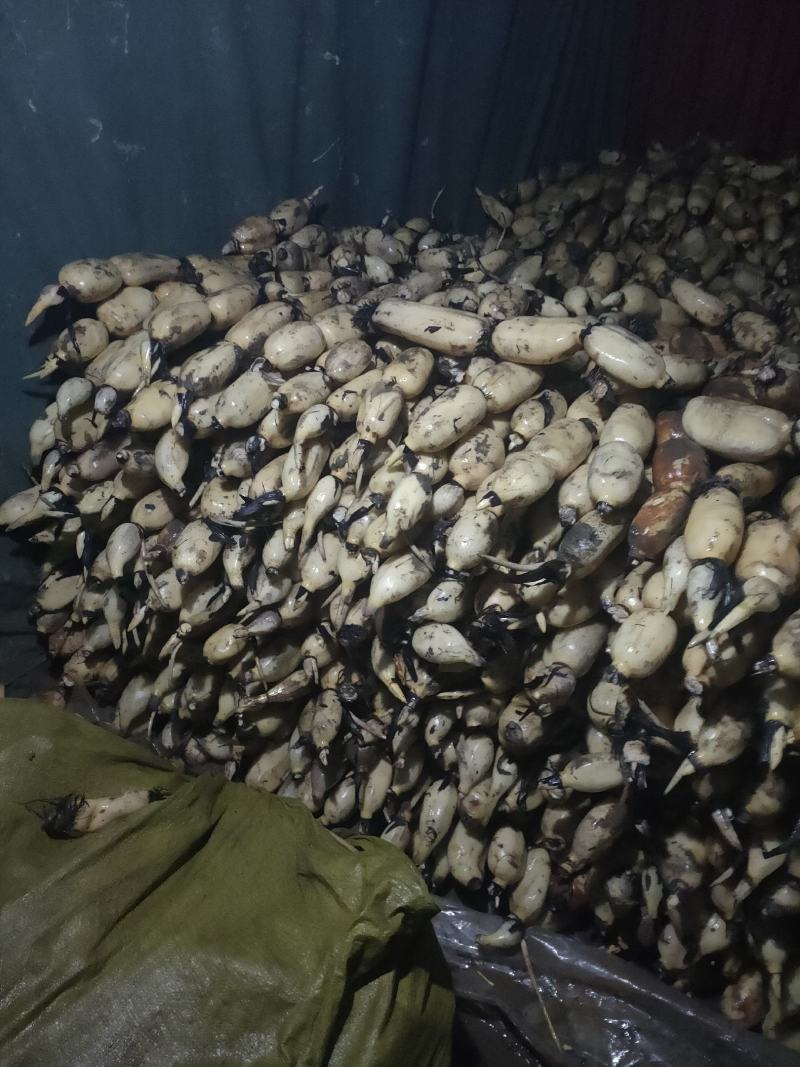 黄河滩区的沙土地，黄河水灌溉的藕特点就是大白脆，线条美观