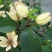含笑花苗室内盆栽四季浓香花卉植物含笑树苗庭院阳台当年开花