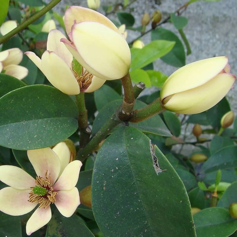 含笑花苗室内盆栽四季浓香花卉植物含笑树苗庭院阳台当年开花