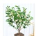 含笑花苗室内盆栽四季浓香花卉植物含笑树苗庭院阳台当年开花