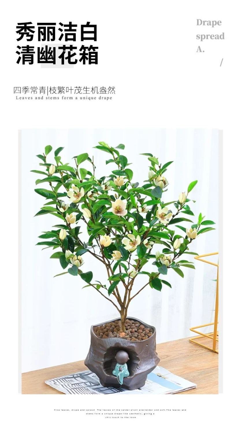含笑花苗室内盆栽四季浓香花卉植物含笑树苗庭院阳台当年开花