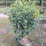 含笑花苗室内盆栽四季浓香花卉植物含笑树苗庭院阳台当年开花