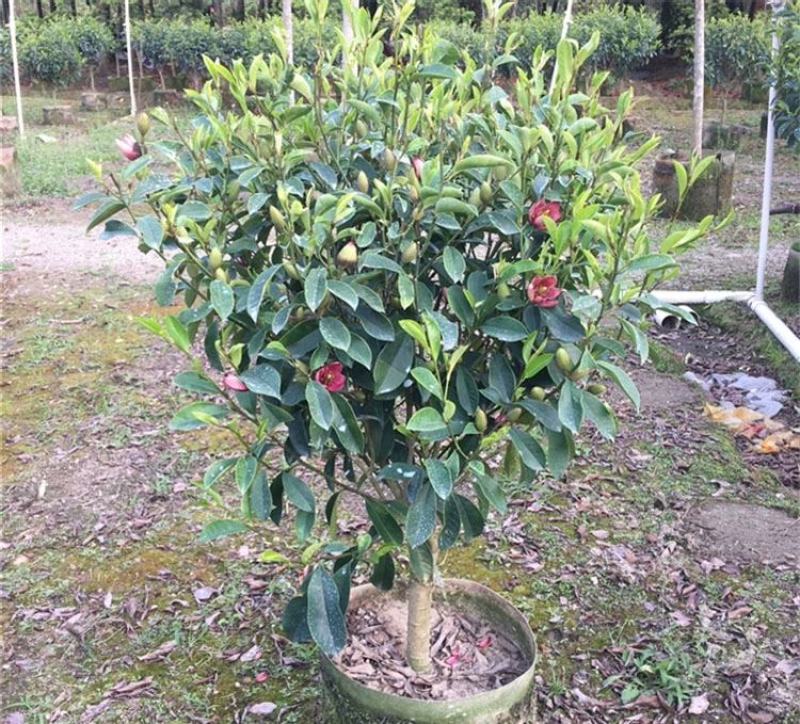 含笑花苗室内盆栽四季浓香花卉植物含笑树苗庭院阳台当年开花