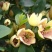 含笑花苗室内盆栽四季浓香花卉植物含笑树苗庭院阳台当年开花
