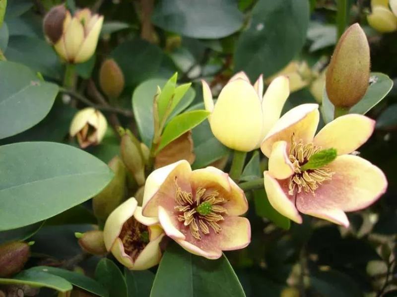 含笑花苗室内盆栽四季浓香花卉植物含笑树苗庭院阳台当年开花