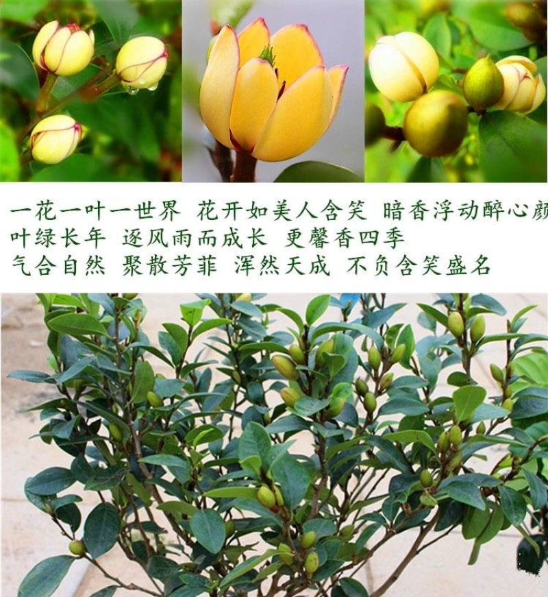 含笑花苗室内盆栽四季浓香花卉植物含笑树苗庭院阳台当年开花