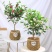 含笑花苗室内盆栽四季浓香花卉植物含笑树苗庭院阳台当年开花