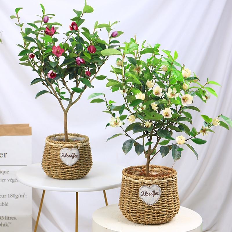 含笑花苗室内盆栽四季浓香花卉植物含笑树苗庭院阳台当年开花