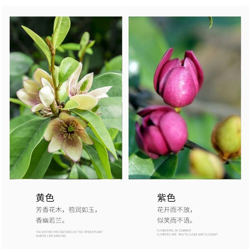 含笑花苗室内盆栽四季浓香花卉植物含笑树苗庭院阳台当年开花