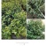 含笑花苗室内盆栽四季浓香花卉植物含笑树苗庭院阳台当年开花
