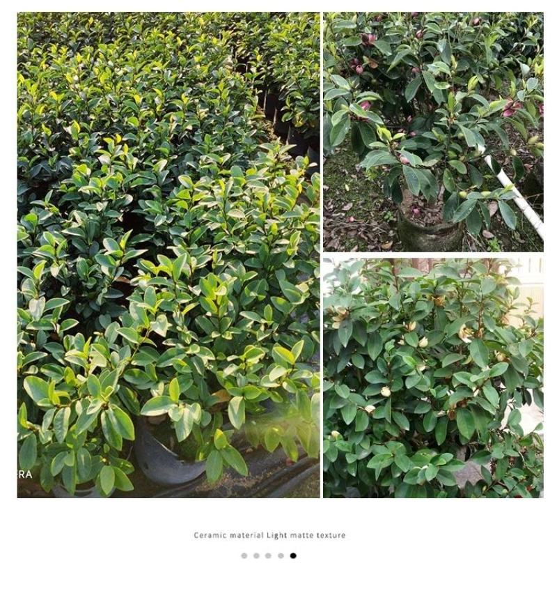 含笑花苗室内盆栽四季浓香花卉植物含笑树苗庭院阳台当年开花
