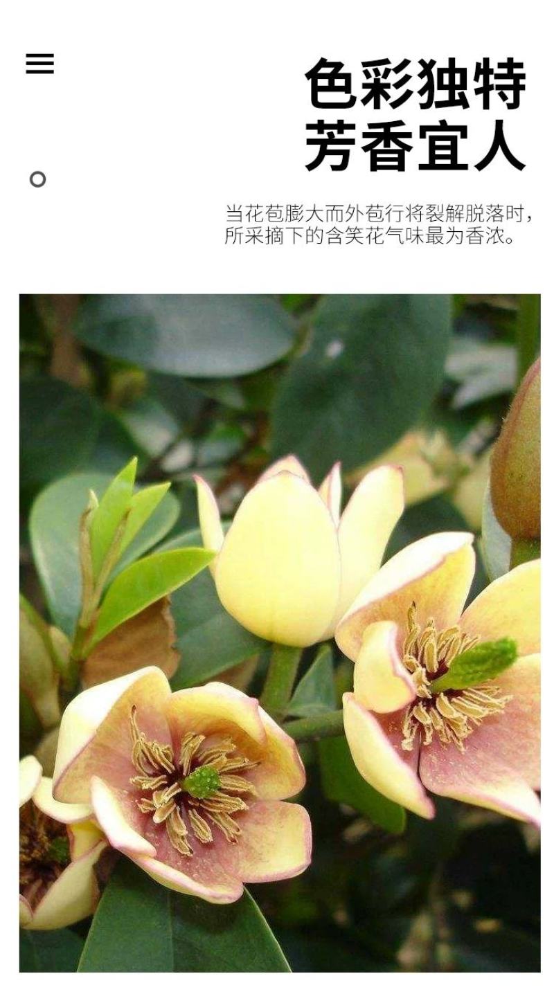含笑花苗室内盆栽四季浓香花卉植物含笑树苗庭院阳台当年开花