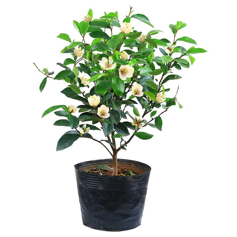 庭院植物含笑树苗耐寒花卉含笑花盆栽含笑苗四季开花带叶带花