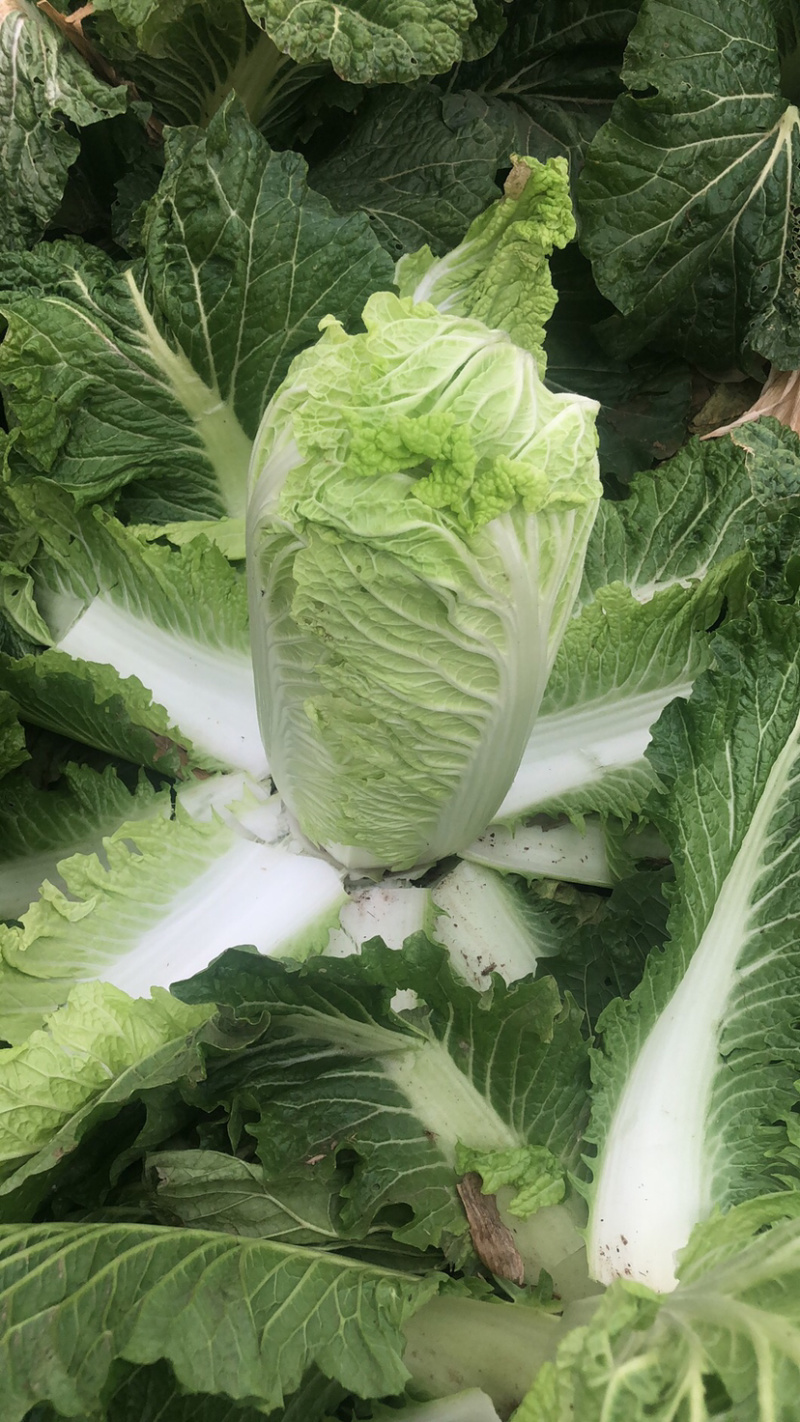 新白菜上市中，质量好价格优欢迎前来选购。