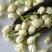 茉莉花茶纯花朵无硫正品招代理批发各种规格