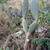 梨果仙人掌食用，美容，嫁接