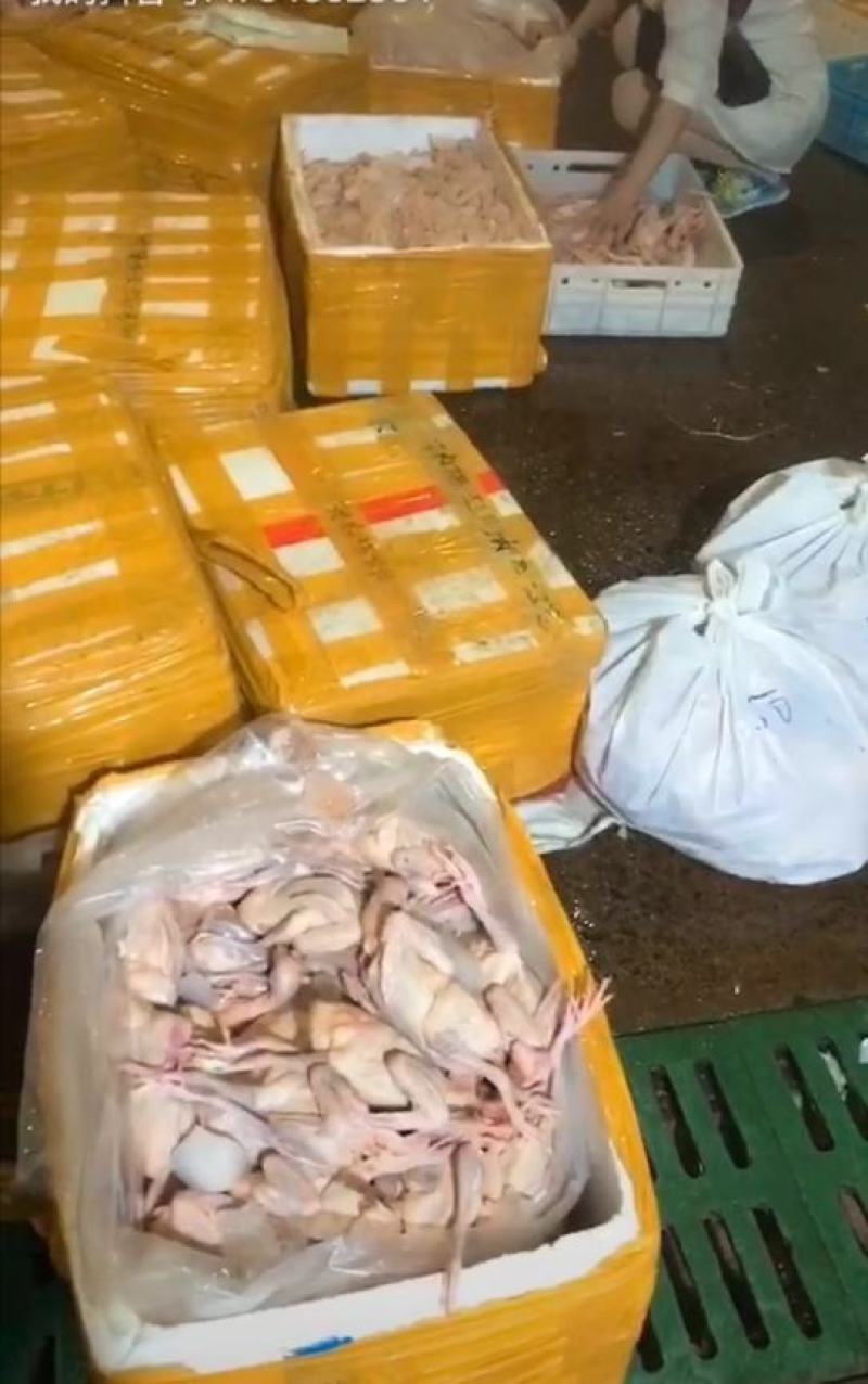【纯原粮】冰鲜鸽现杀现卖走过路过不要错过