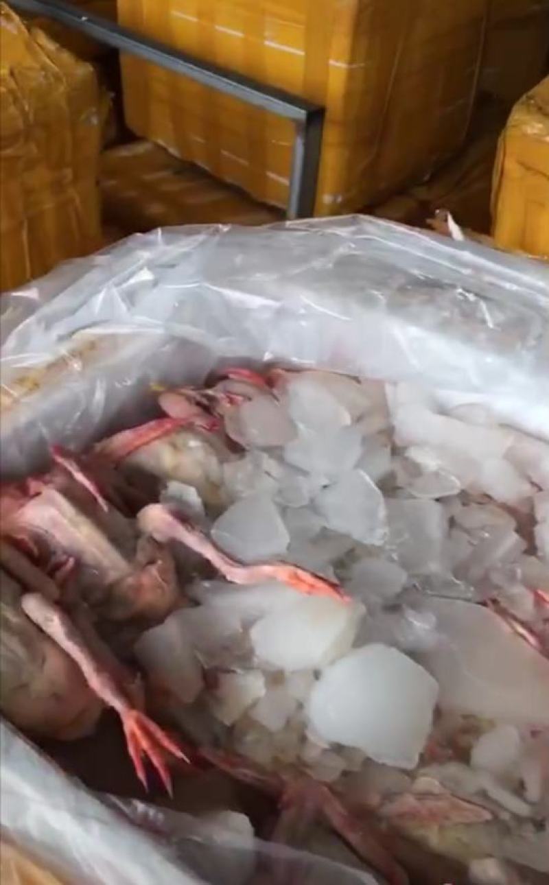 【纯原粮】冰鲜鸽现杀现卖走过路过不要错过