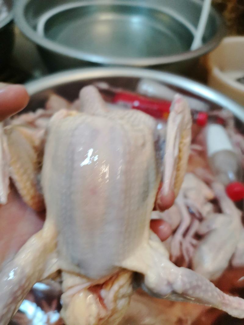 【纯原粮】冰鲜鸽现杀现卖走过路过不要错过
