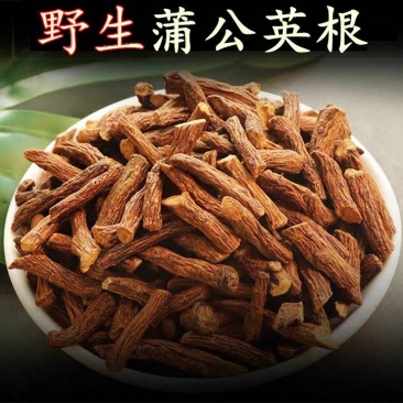 蒲公英根茶长白山野生蒲公英根茶