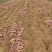 2025山东柘山蜜薯沙地新鲜红薯富硒烤地瓜西瓜红烟薯25