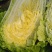 安丘市大白菜，净菜白菜，半毛白菜，全毛白菜黄芯白菜，冷库