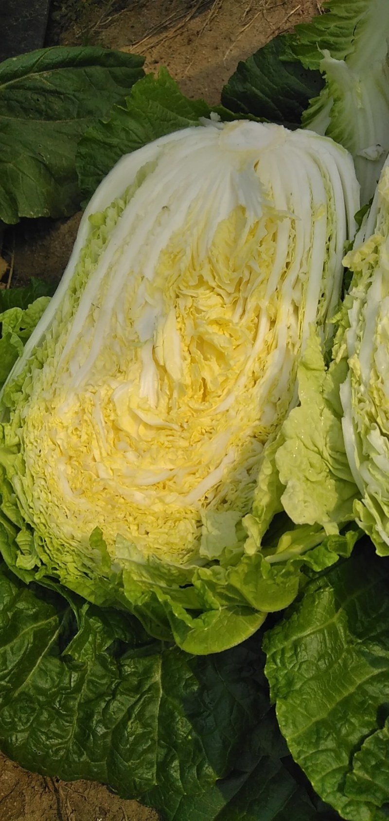 安丘市大白菜，净菜白菜，半毛白菜，全毛白菜黄芯白菜，冷库