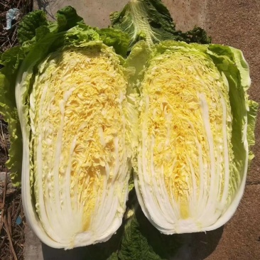 安丘市大白菜，净菜白菜，半毛白菜，全毛白菜黄芯白菜，冷库