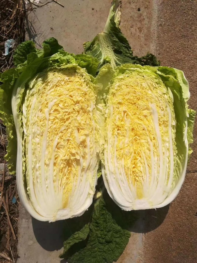 安丘市大白菜，净菜白菜，半毛白菜，全毛白菜黄芯白菜，冷库