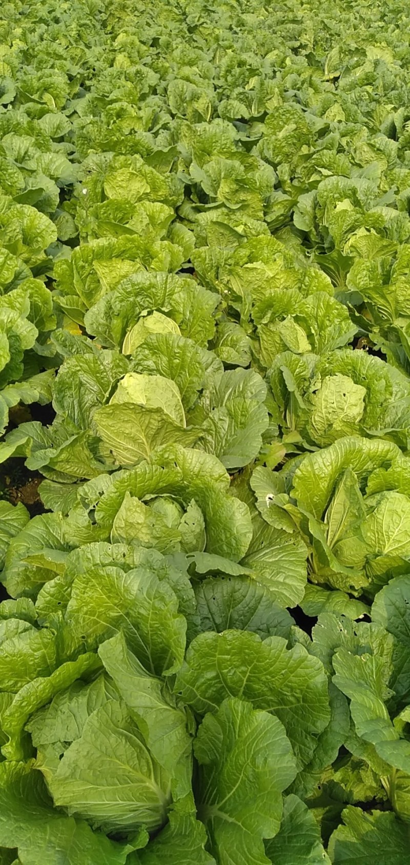 安丘市大白菜，净菜白菜，半毛白菜，全毛白菜黄芯白菜，冷库