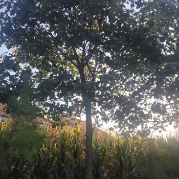 12到16公分的湫树，有货要的老板联系，货真价实