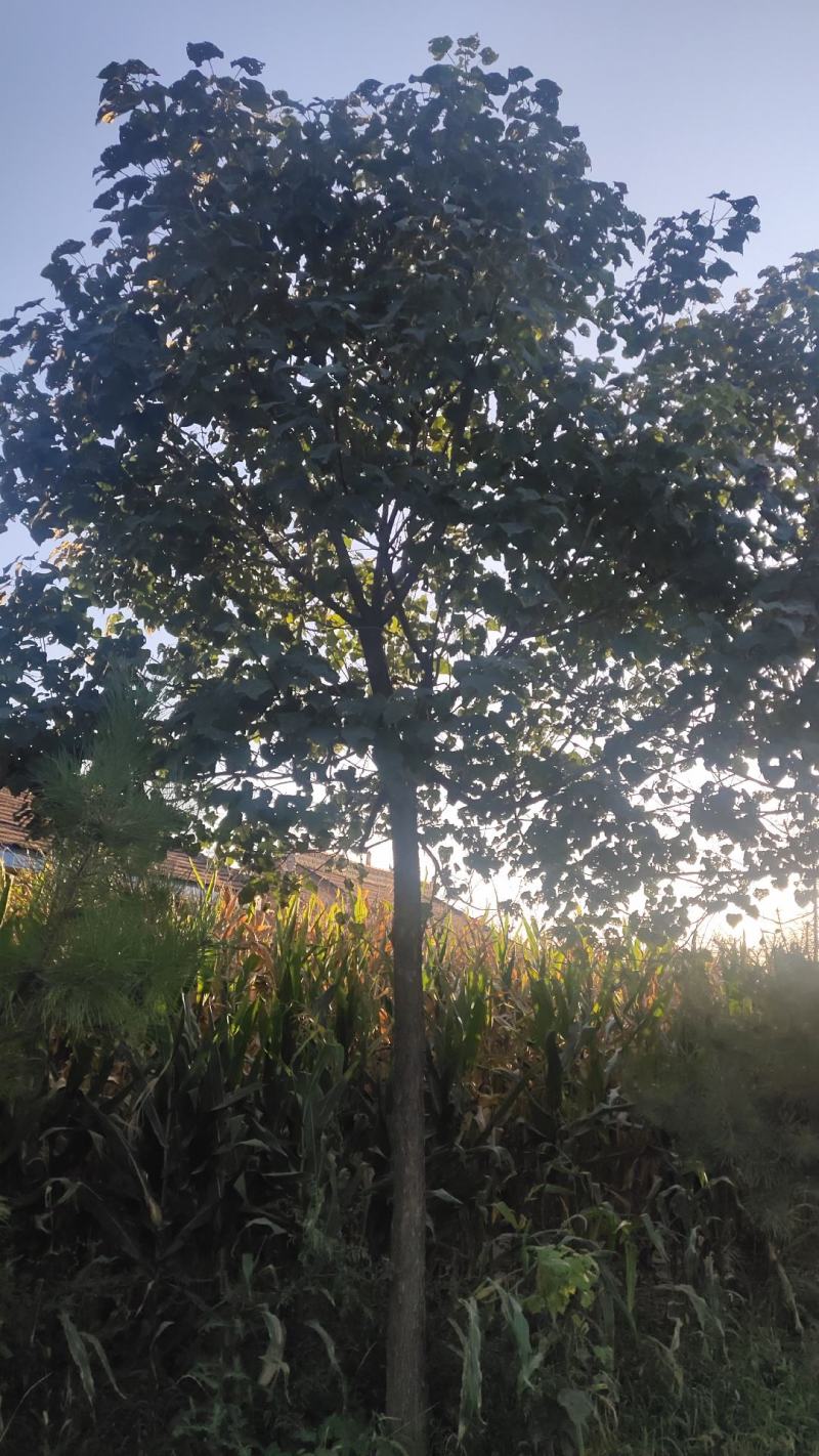 12到16公分的湫树，有货要的老板联系，货真价实