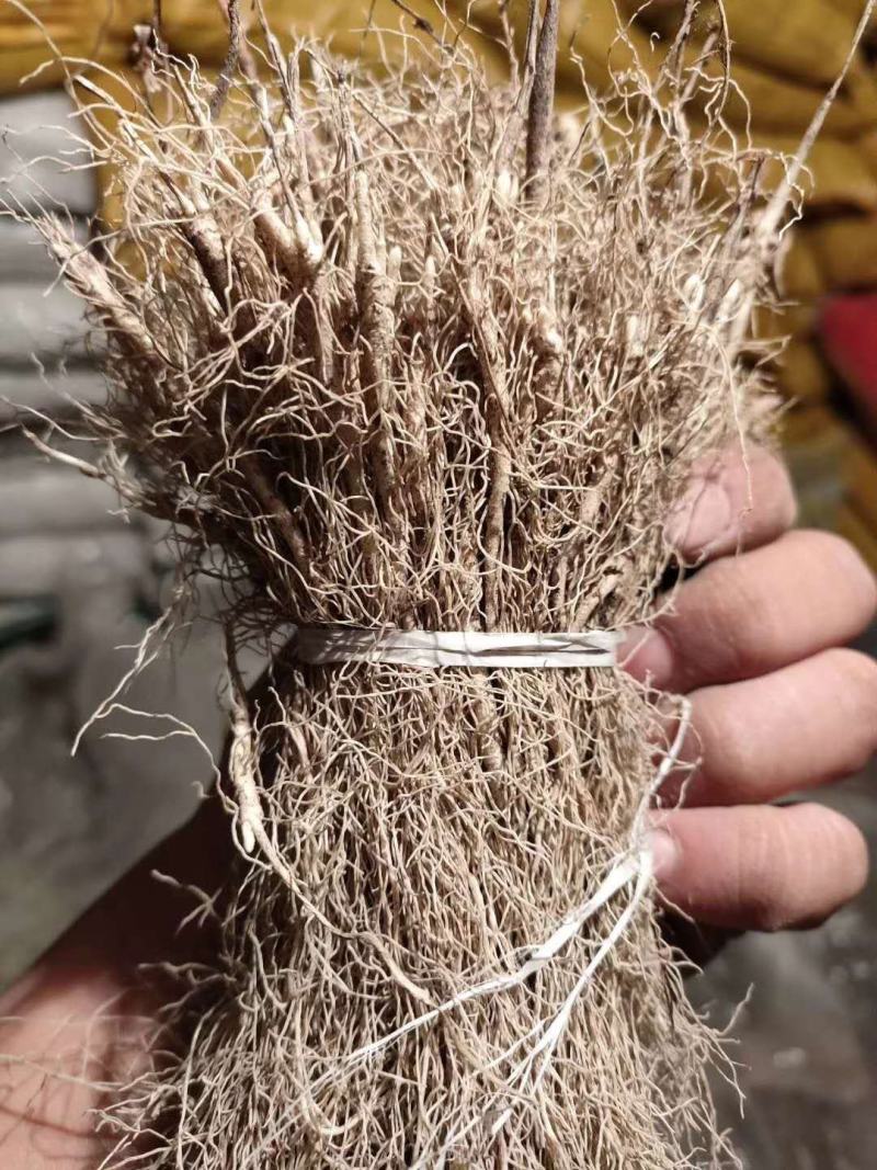 白鲜皮种苗基地现挖现发一年苗