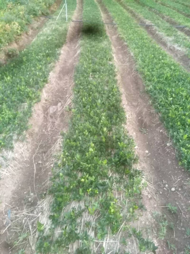 白鲜皮种苗基地现挖现发一年苗